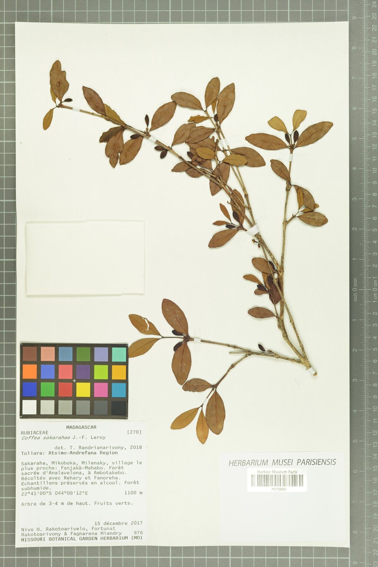 Coffea sakarahae — houseplant care guide