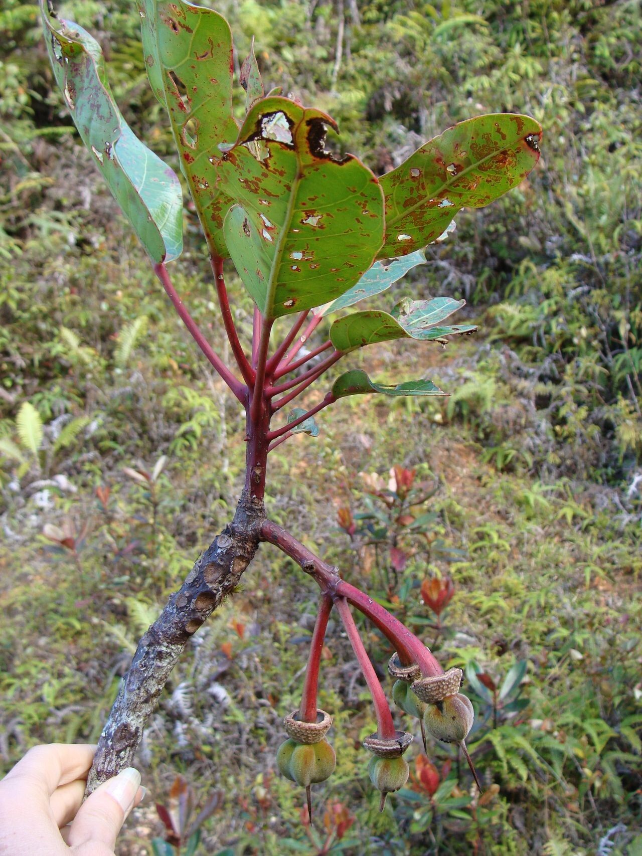 Sloanea montana habit