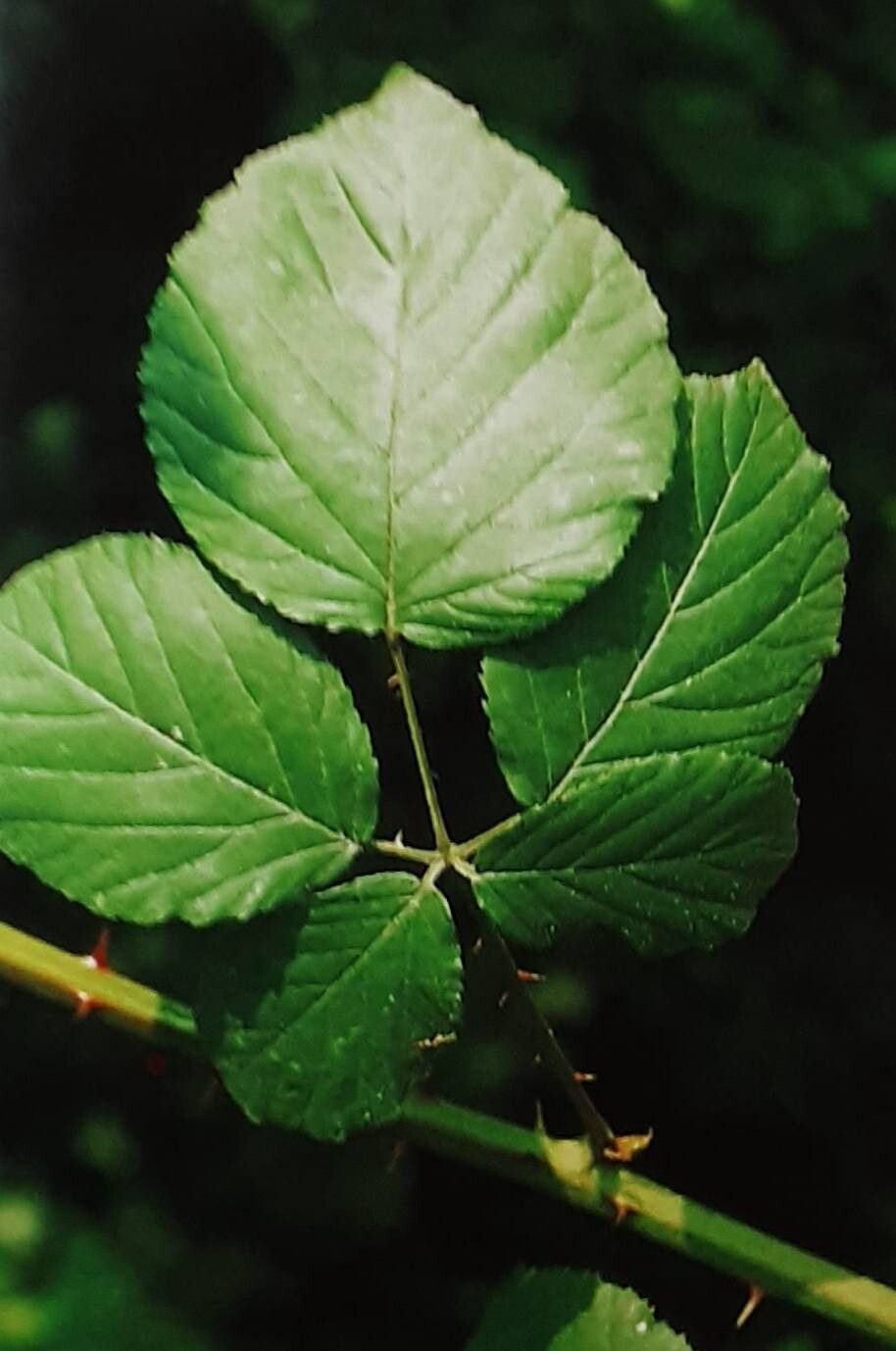 Rubus laevicaulis — houseplant care guide