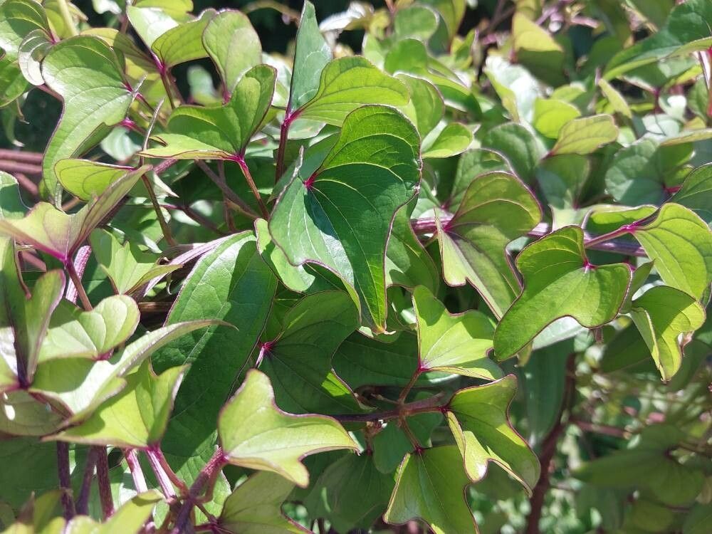 Dioscorea balcanica leaf