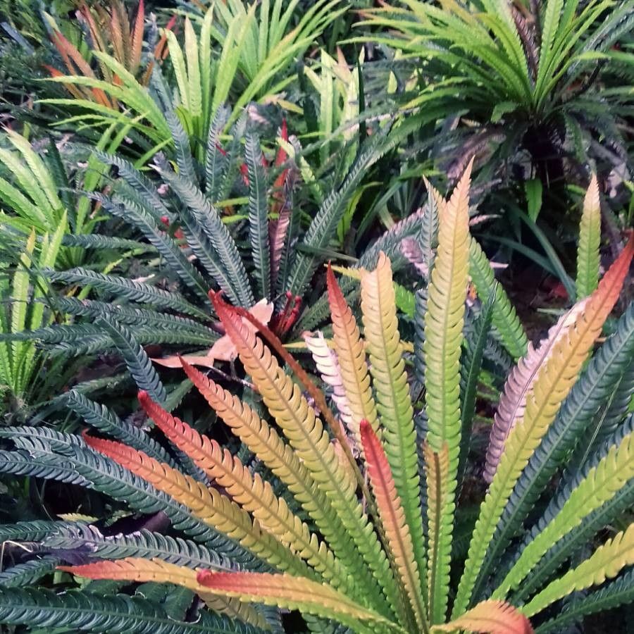 Blechnum obtusatum leaf