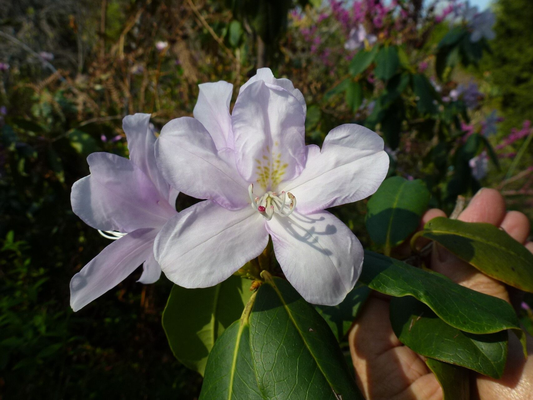 Rhododendron moulmainense flower
