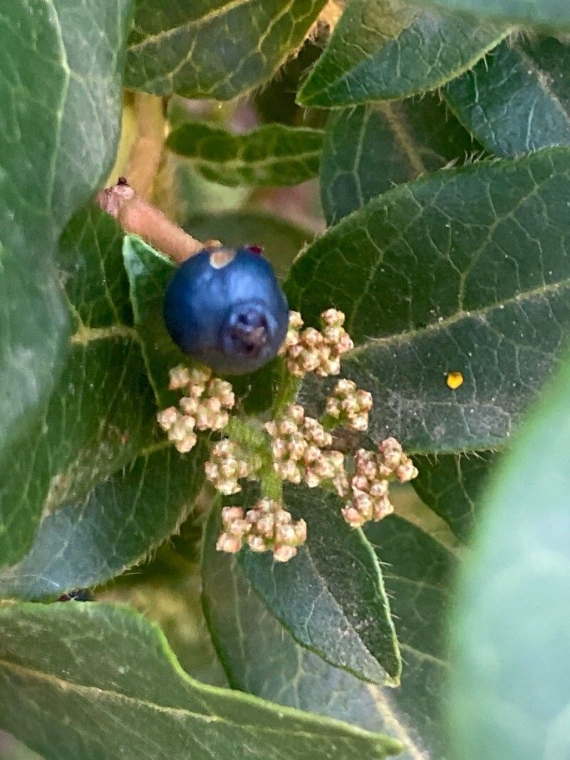 Viburnum rugosum fruit