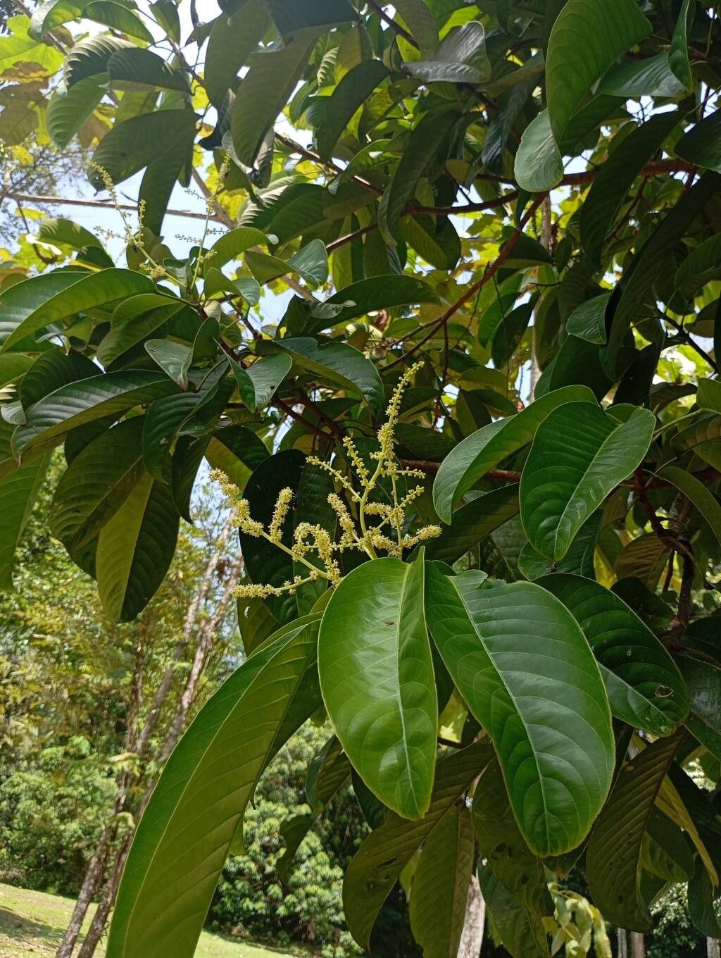 Bhesa paniculata flower