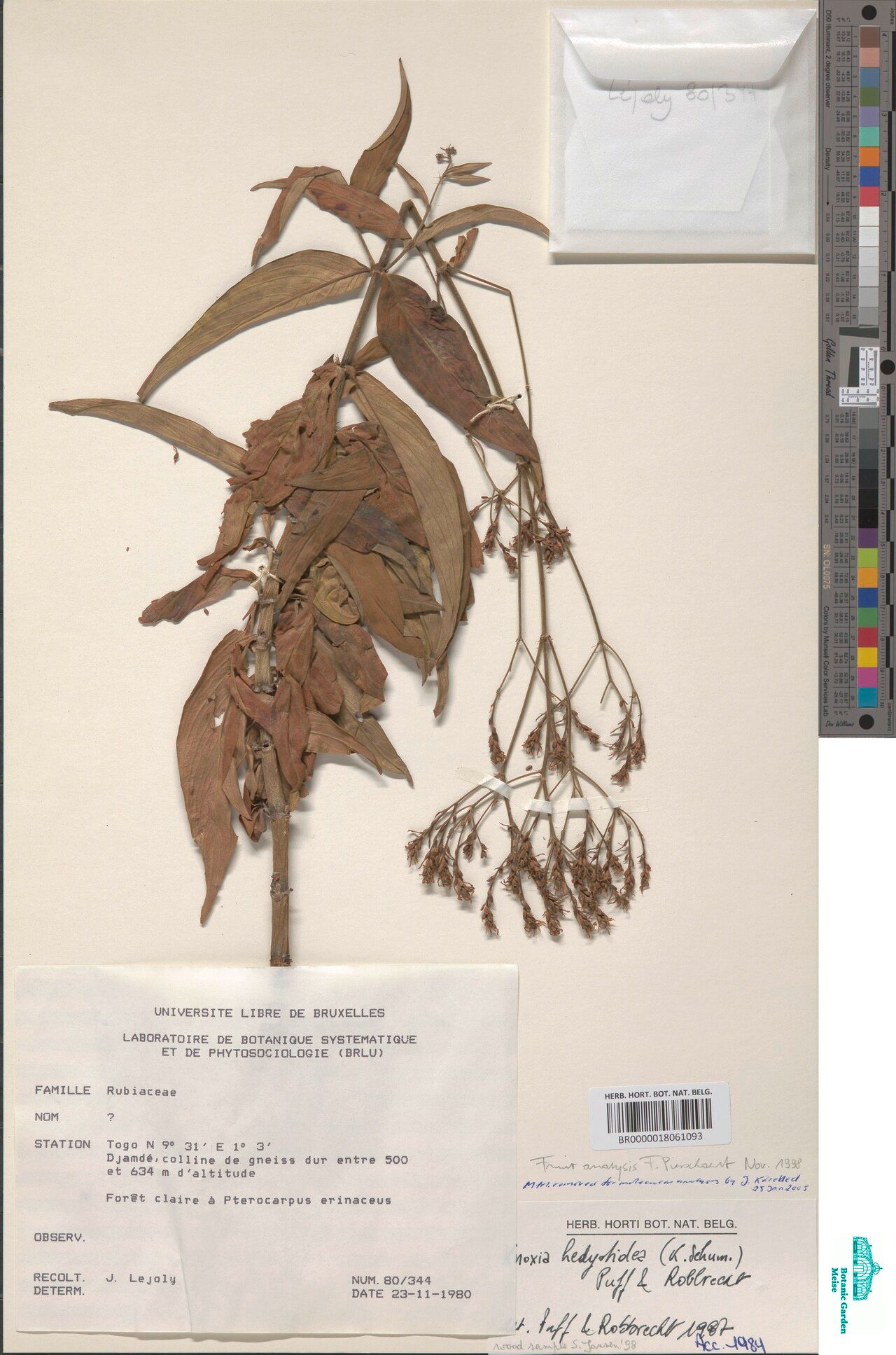 Knoxia hedyotoidea — related species from the same genus