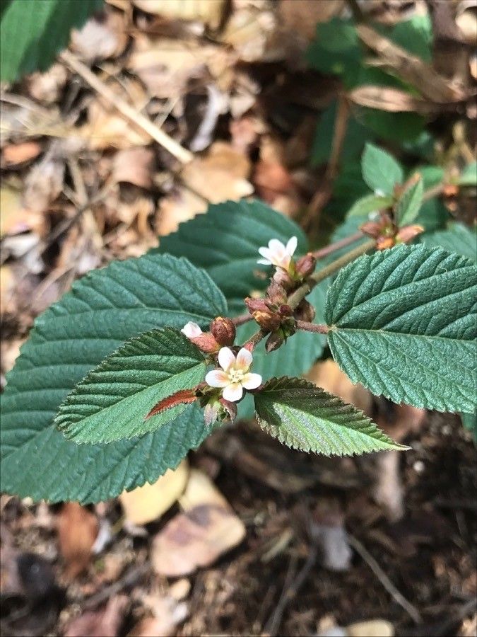 Melochia nodiflora flower