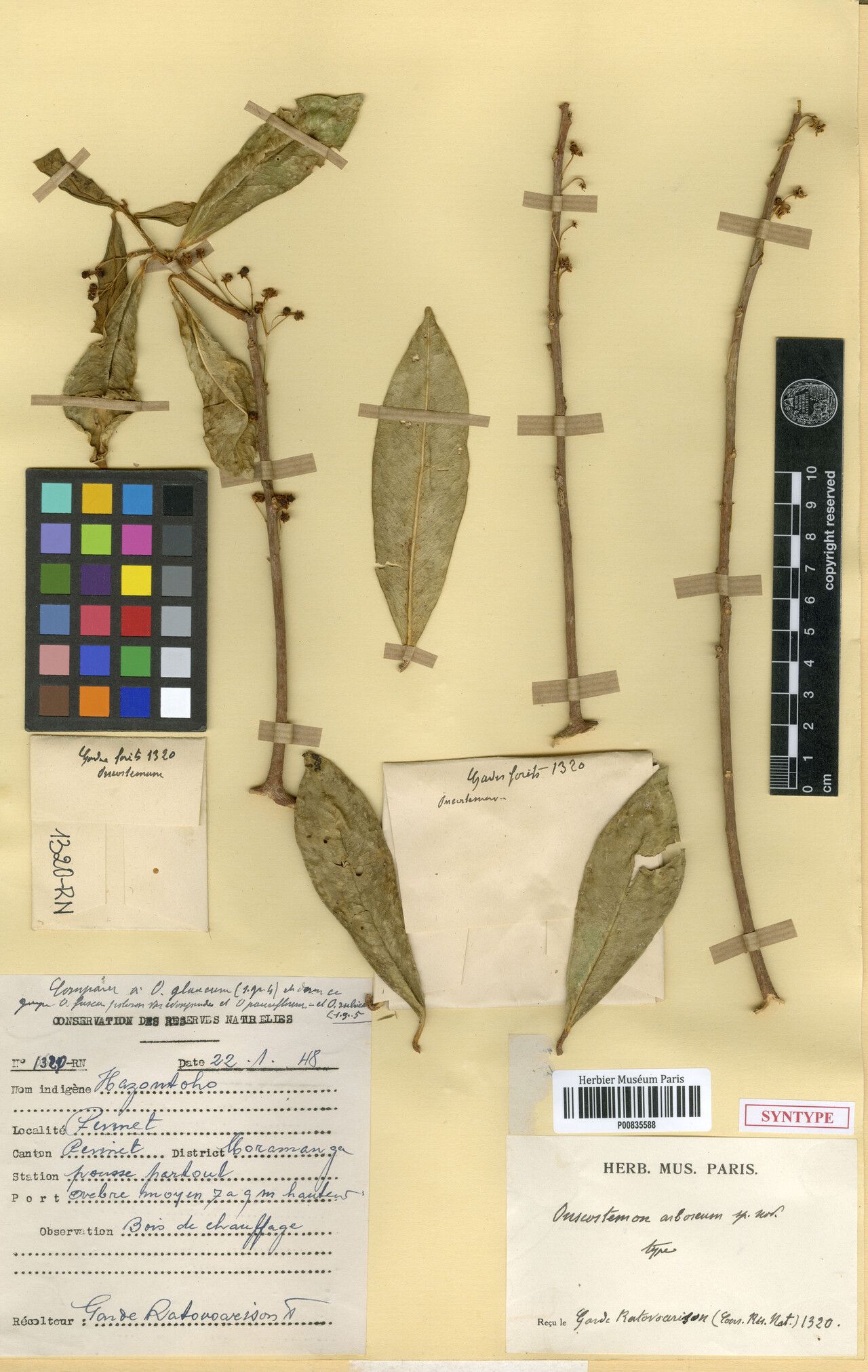 Oncostemum arboreum — related species from the same genus