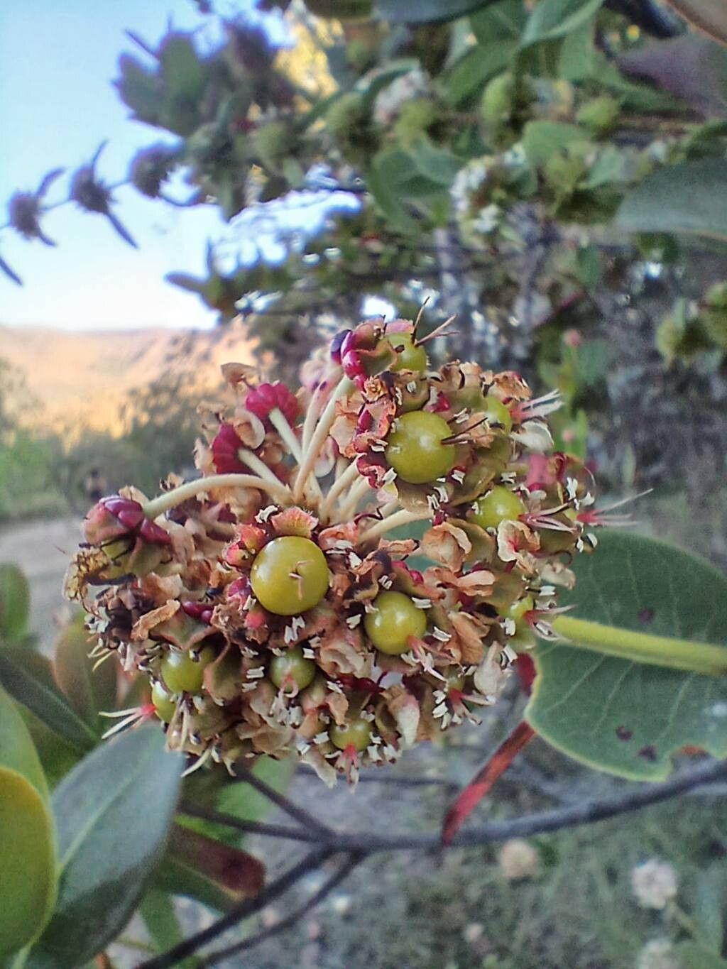 Byrsonima umbellata fruit