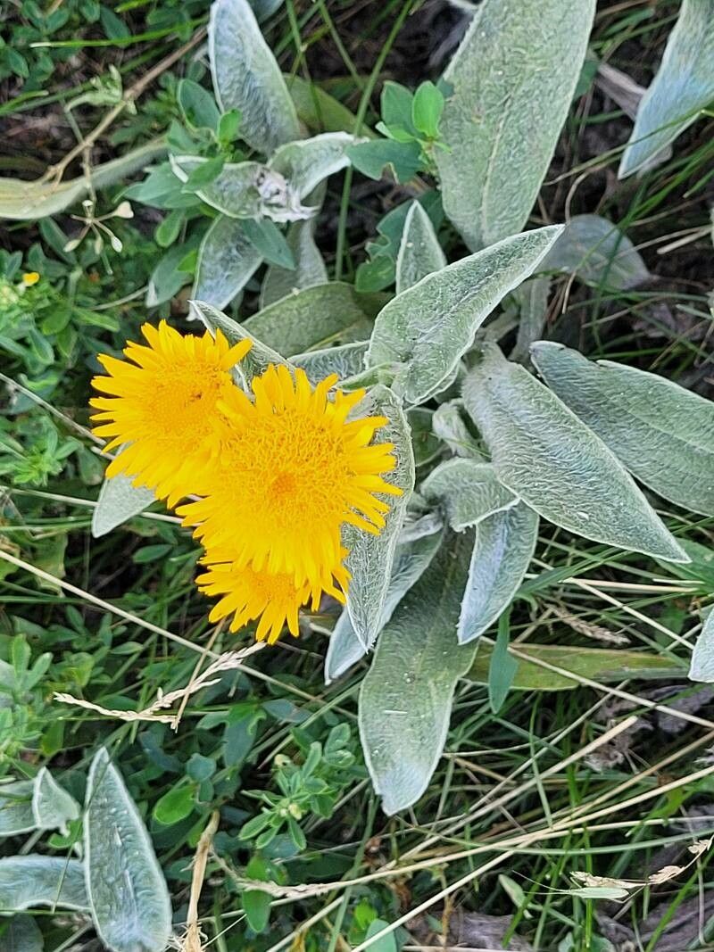 Inula oculus-christi — search result for 'Inula'