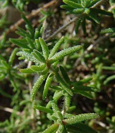 Drosanthemum striatum leaf