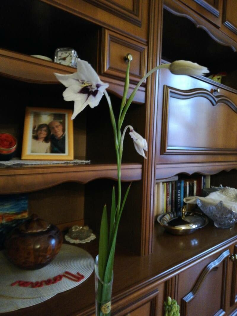 Gladiolus callianthus — search result for 'Malawi'