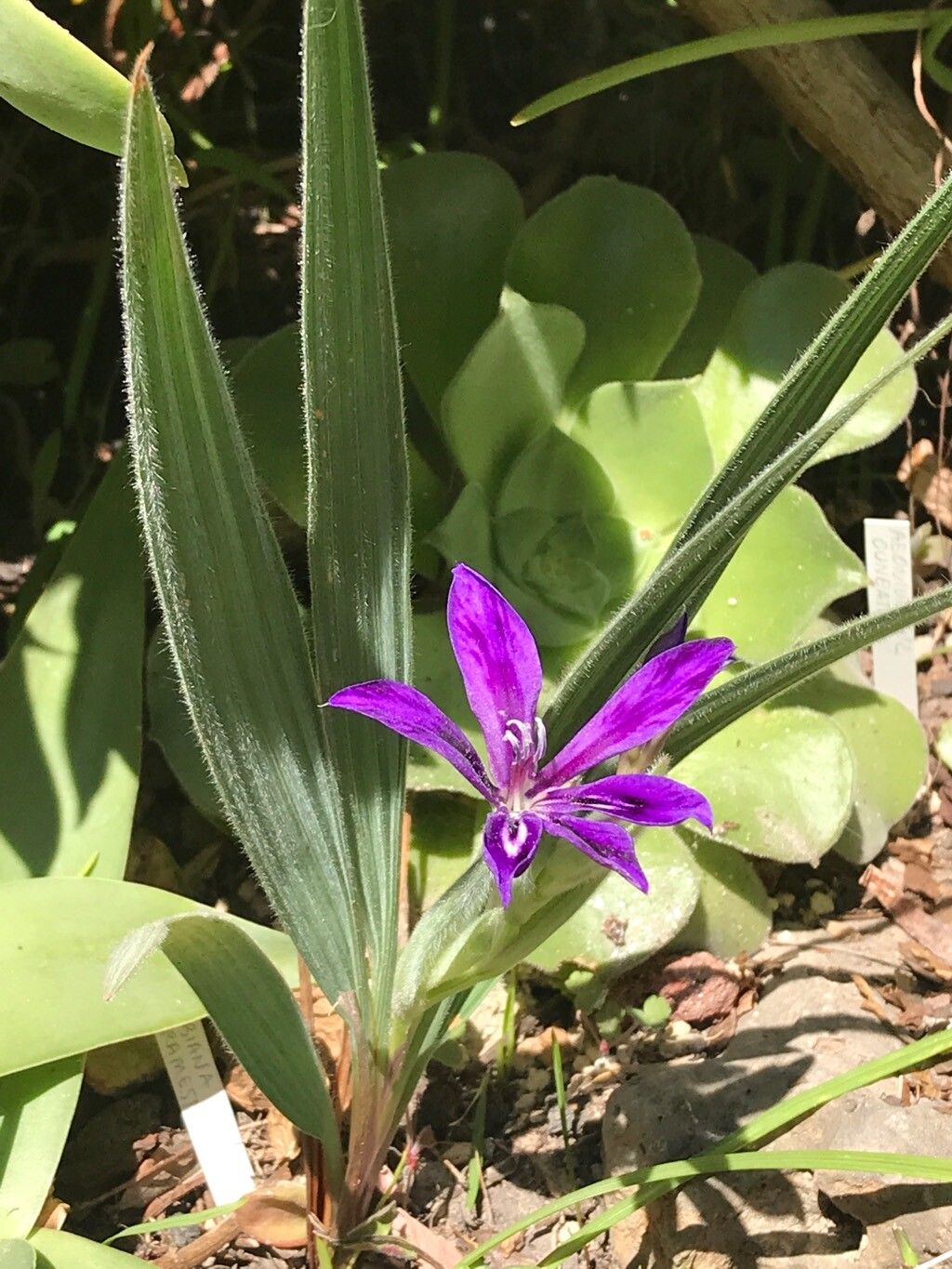 Babiana framesii — houseplant care guide