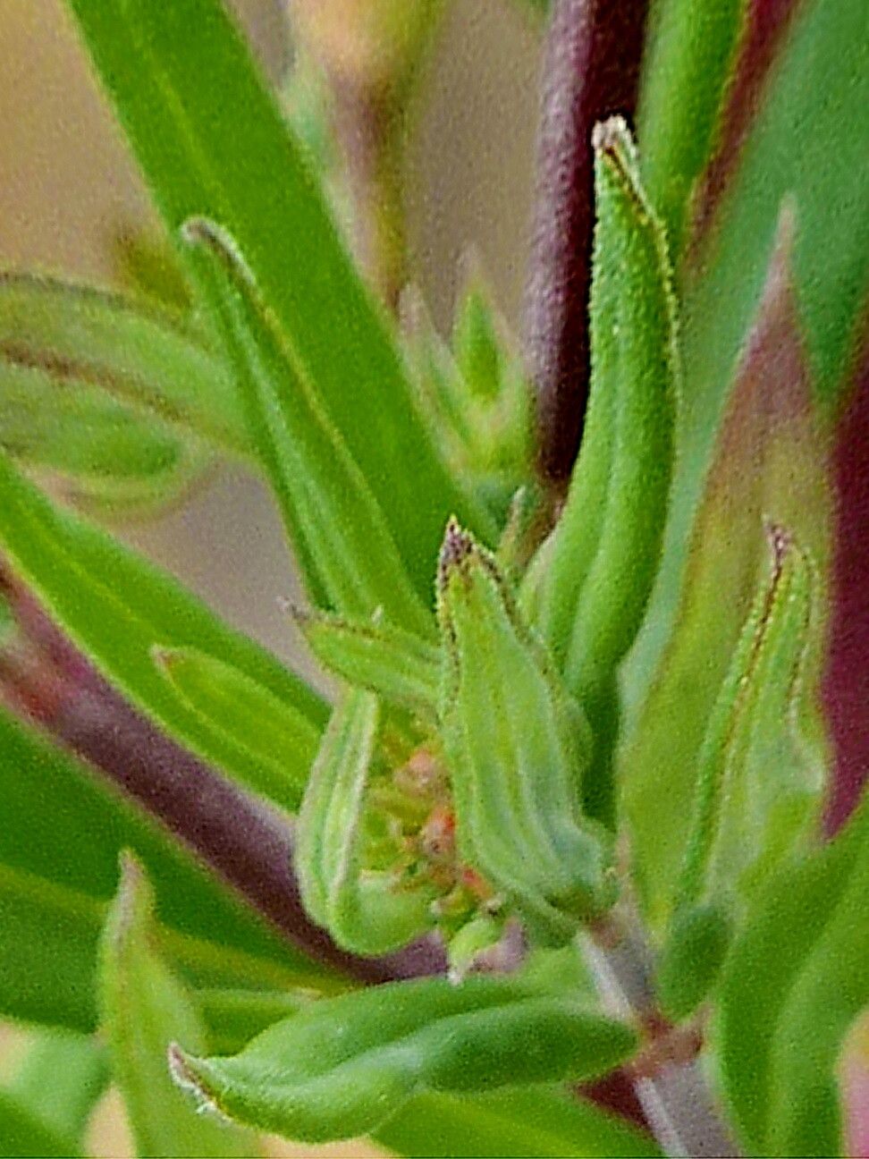 Bouvardia tenuifolia — houseplant care guide