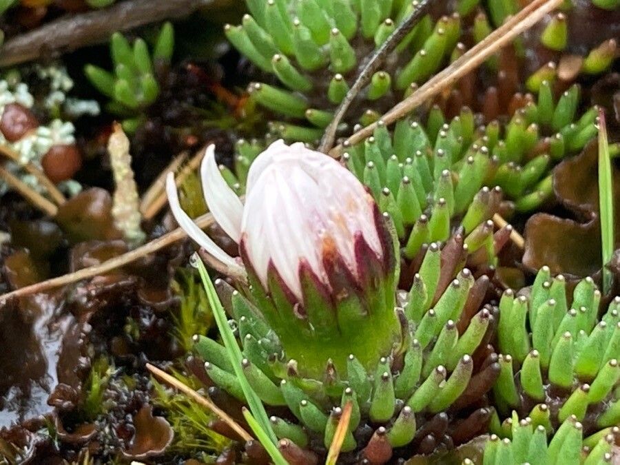 Xenophyllum humile flower