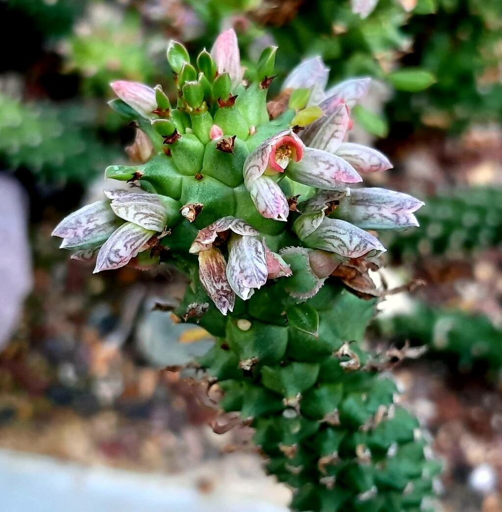 Euphorbia guentheri flower