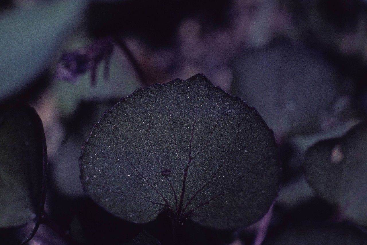 Viola flettii flower