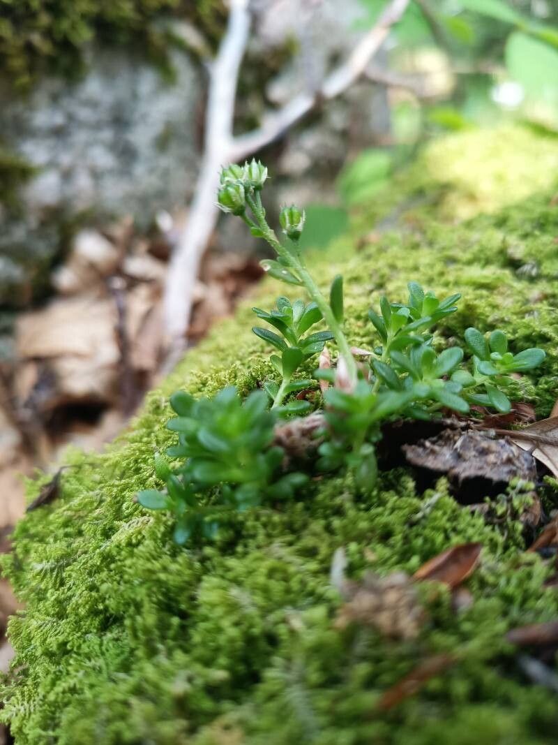 Sedum magellense fruit
