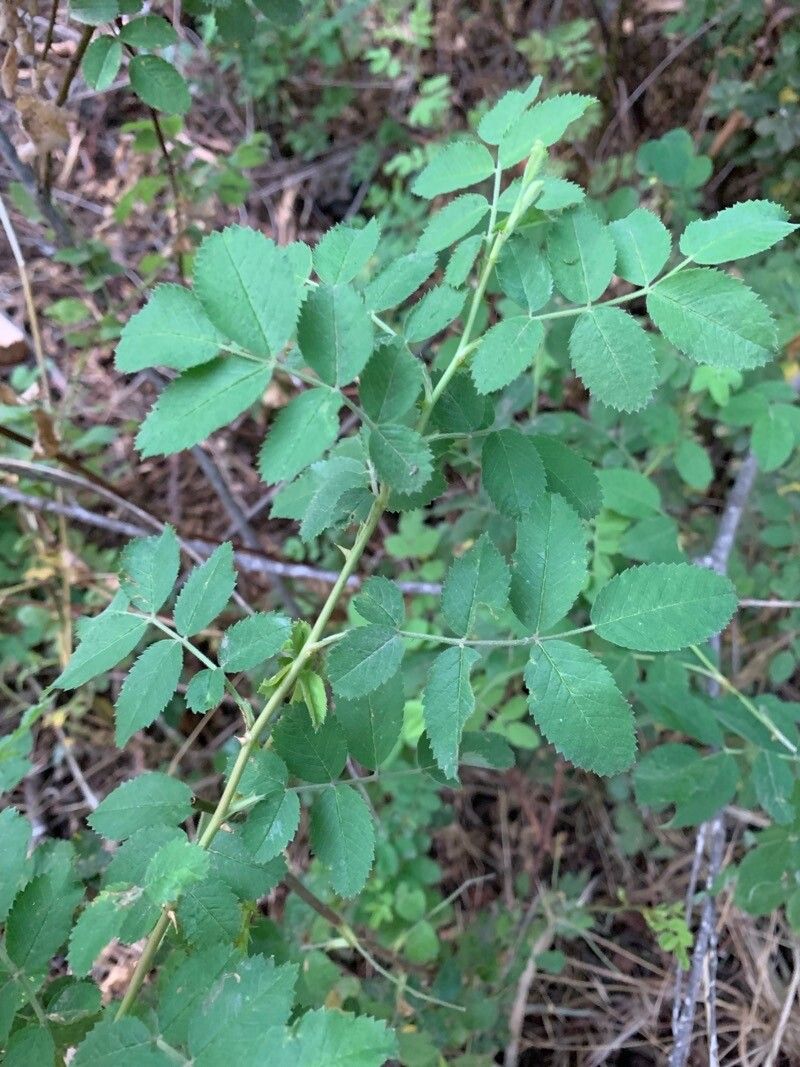 Rosa californica leaf