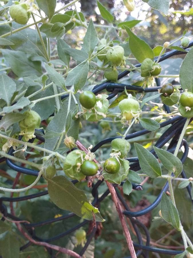 Silene baccifera fruit