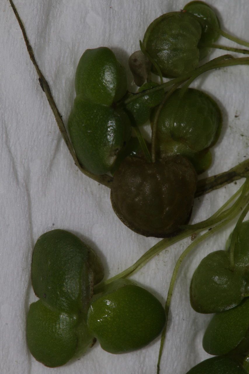 Lemna gibba fruit