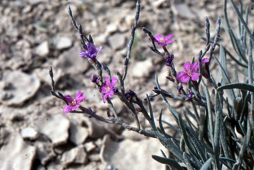 Limoniastrum guyonianum flower