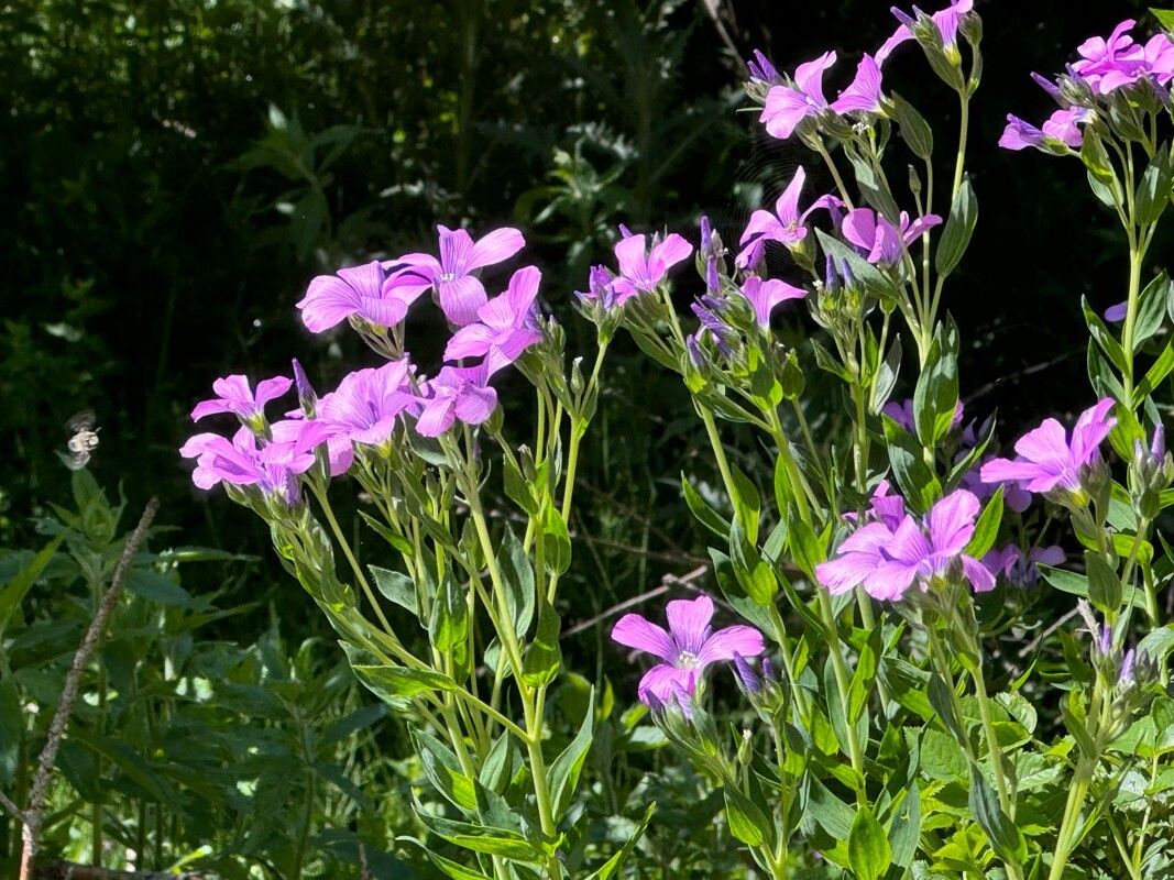 Linum hypericifolium — search result for 'Linum'