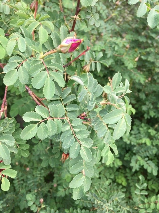 Rosa webbiana leaf