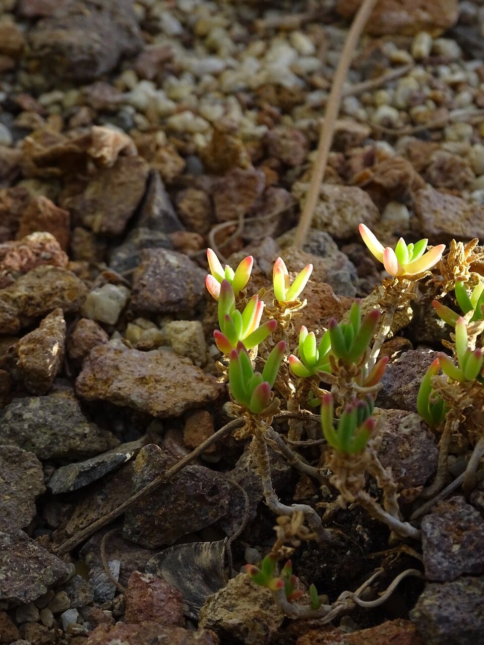 Delosperma bosseranum — houseplant care guide