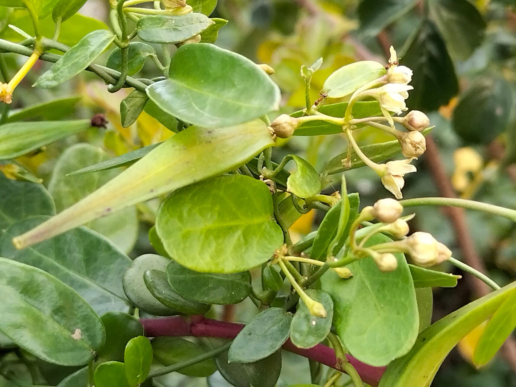 Cynanchum ellipticum leaf