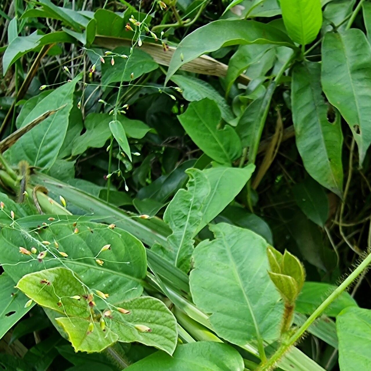 Panicum trichocladum — houseplant care guide