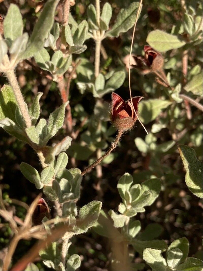 Cistus lasianthus fruit