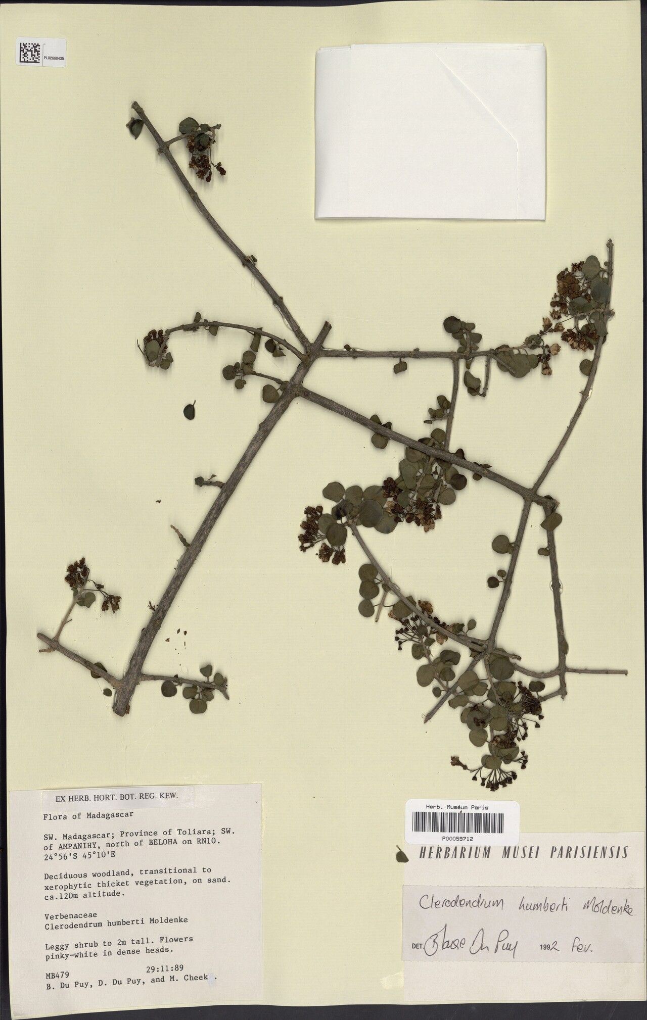 Clerodendrum humbertii — houseplant care guide