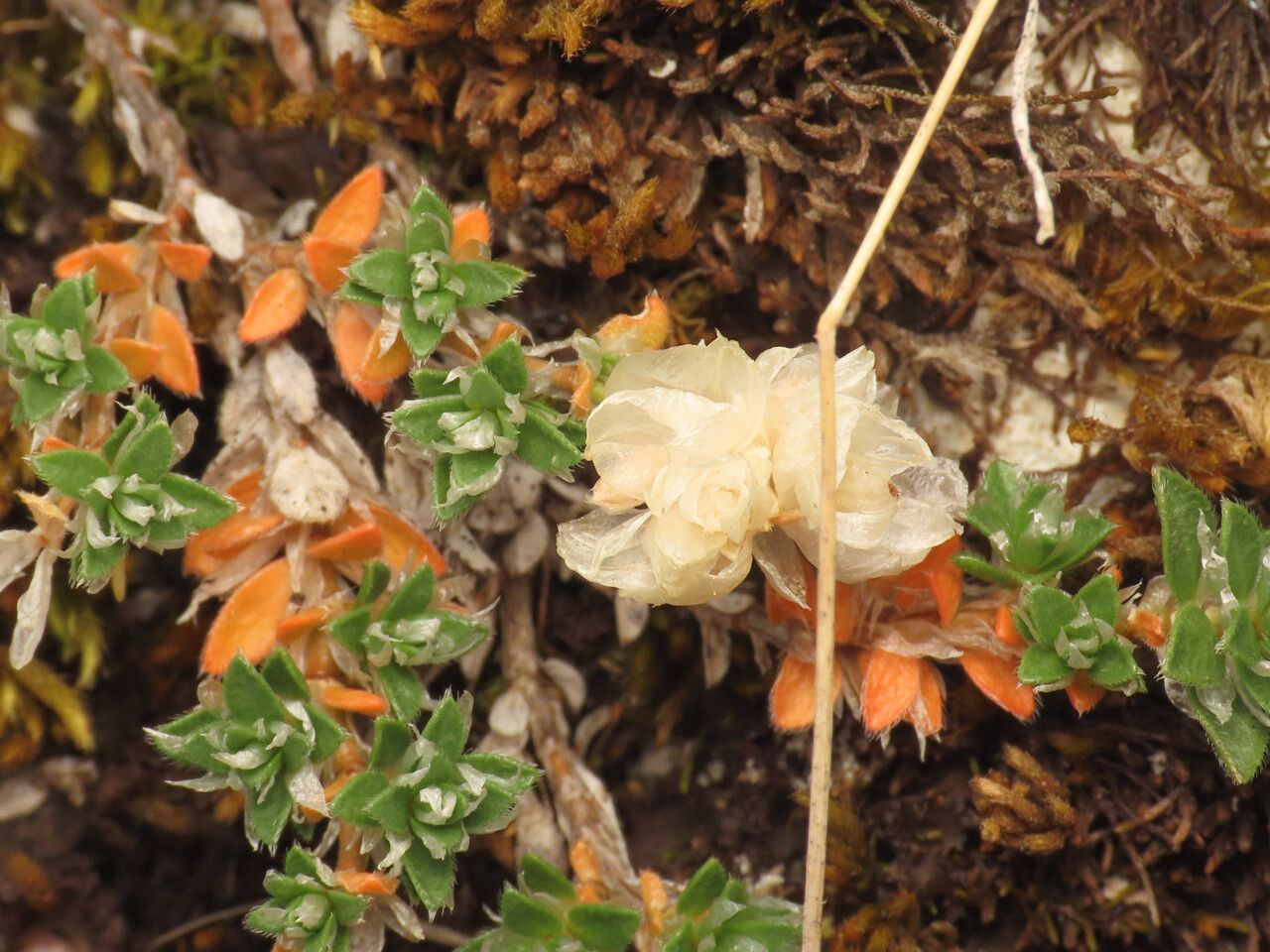 Paronychia kapela fruit