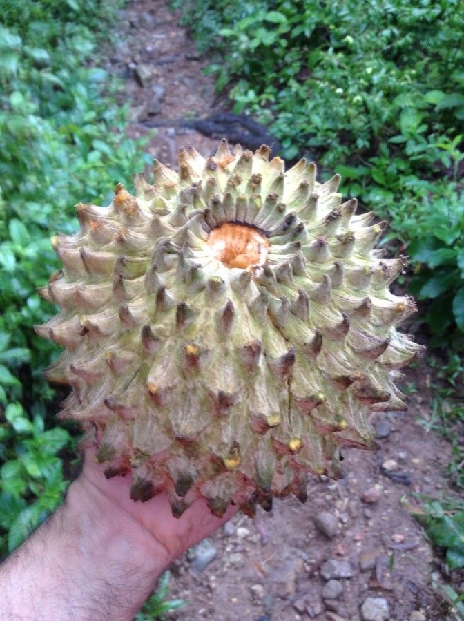 Annona purpurea fruit