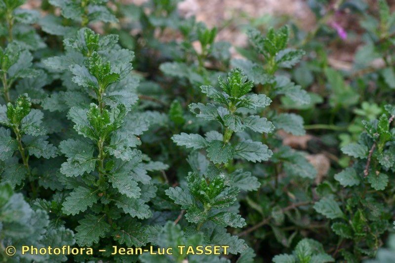 Teucrium chamaedrys x Teucrium lucidum habit