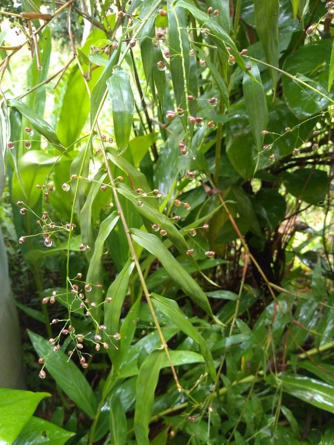 Isachne arundinacea — related species from the same genus