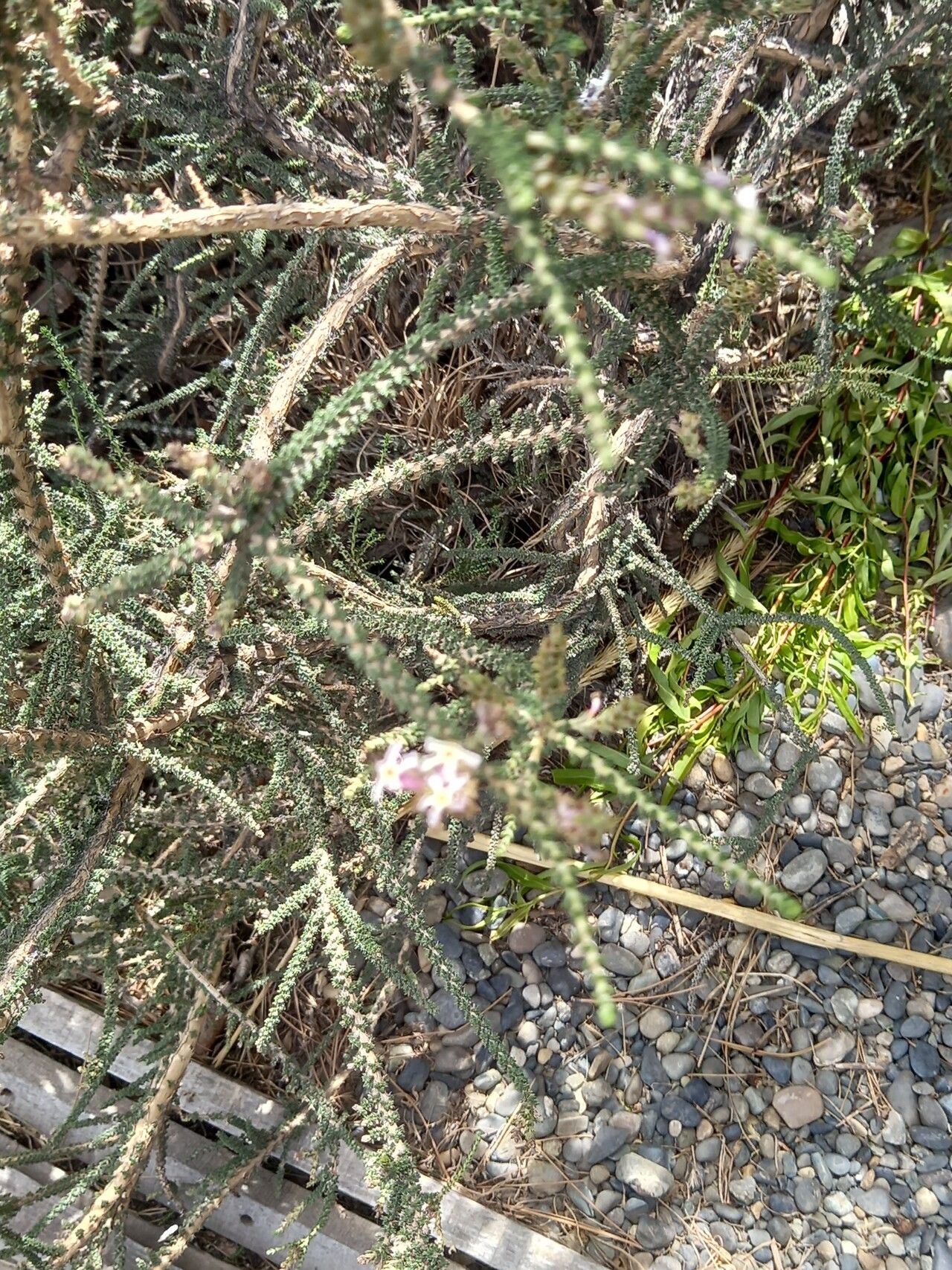 Mulguraea tridens — related species from the same genus