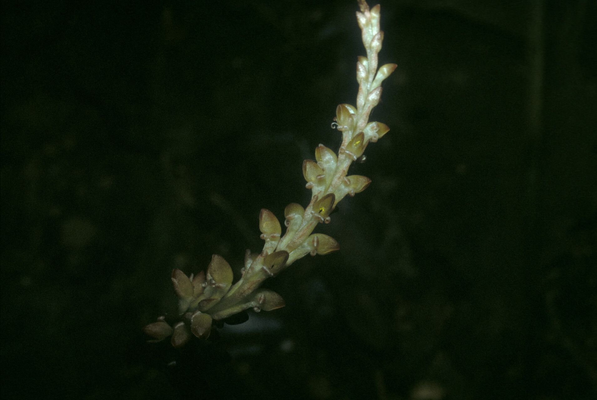 Prescottia stachyodes fruit