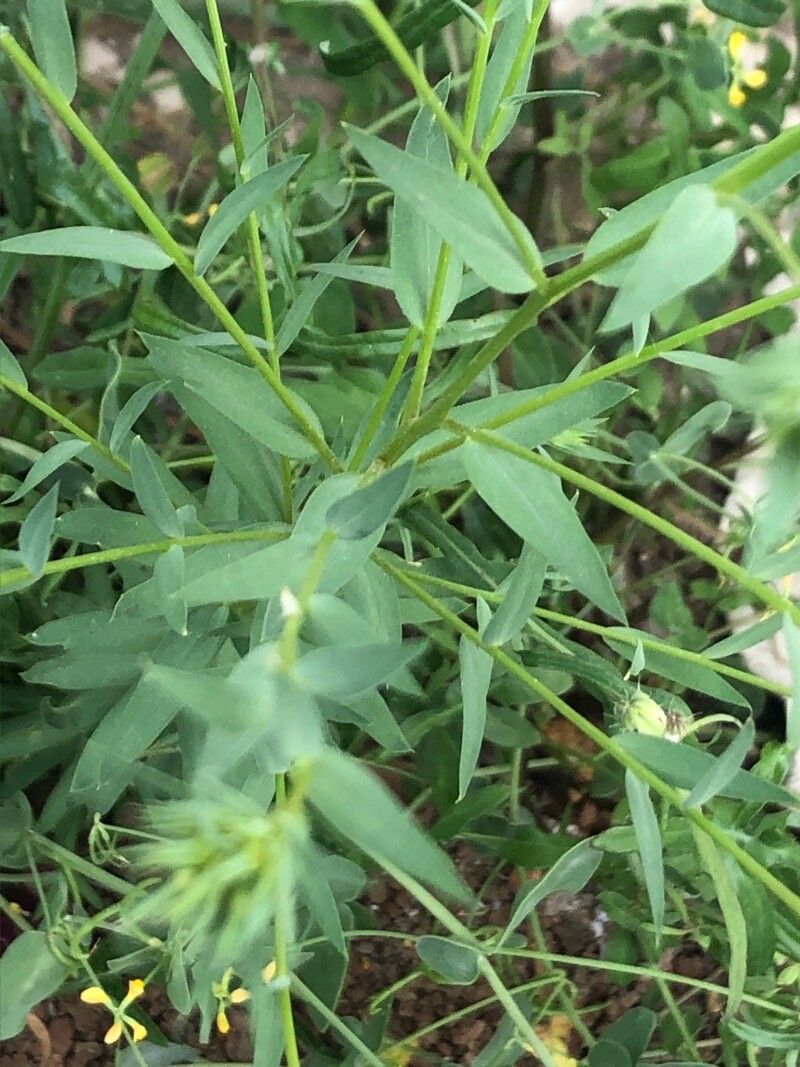 Linum strictum leaf