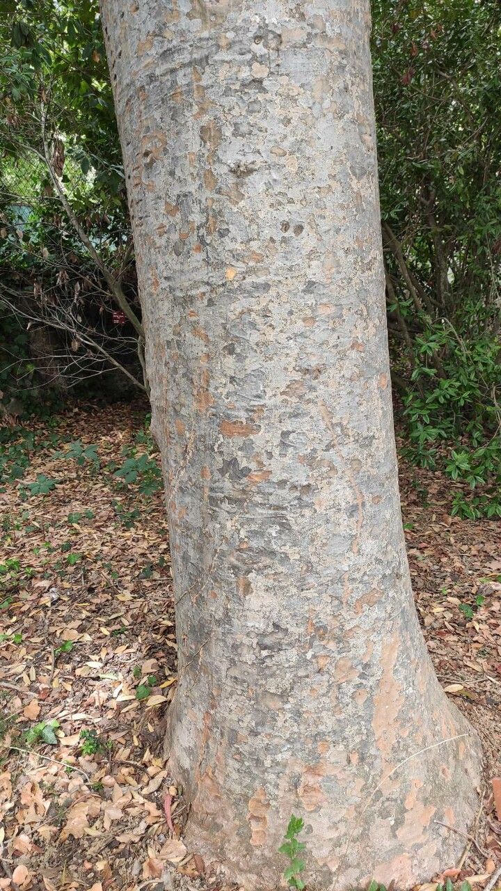 Agathis robusta bark