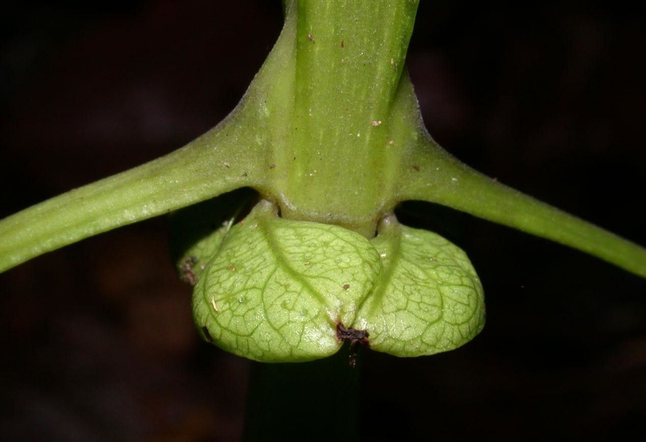 Bignonia hyacinthina bark