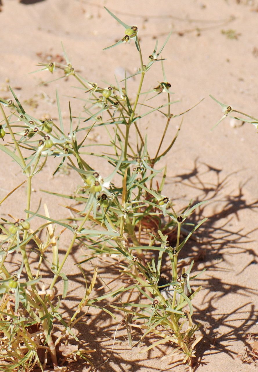 Euphorbia calyptrata — houseplant care guide