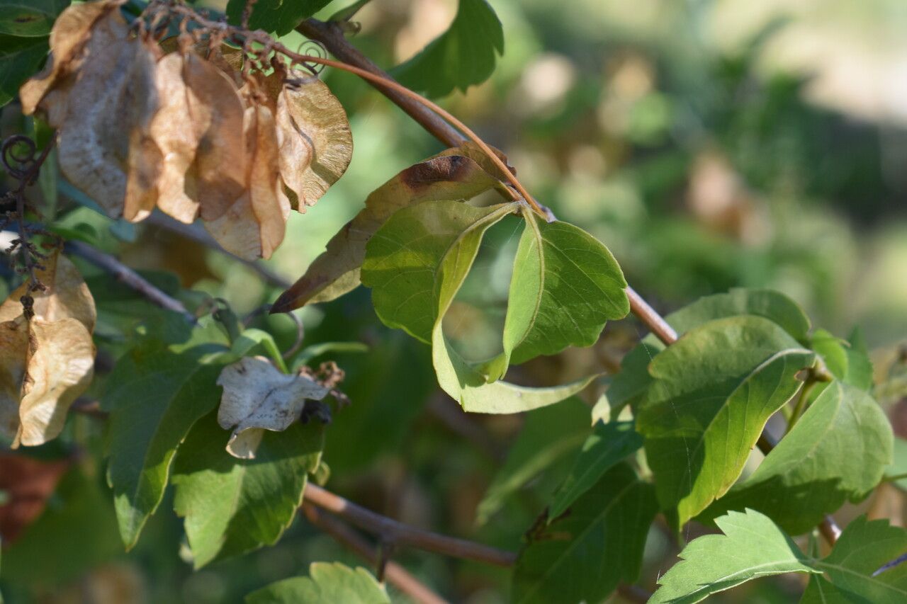 Urvillea uniloba leaf