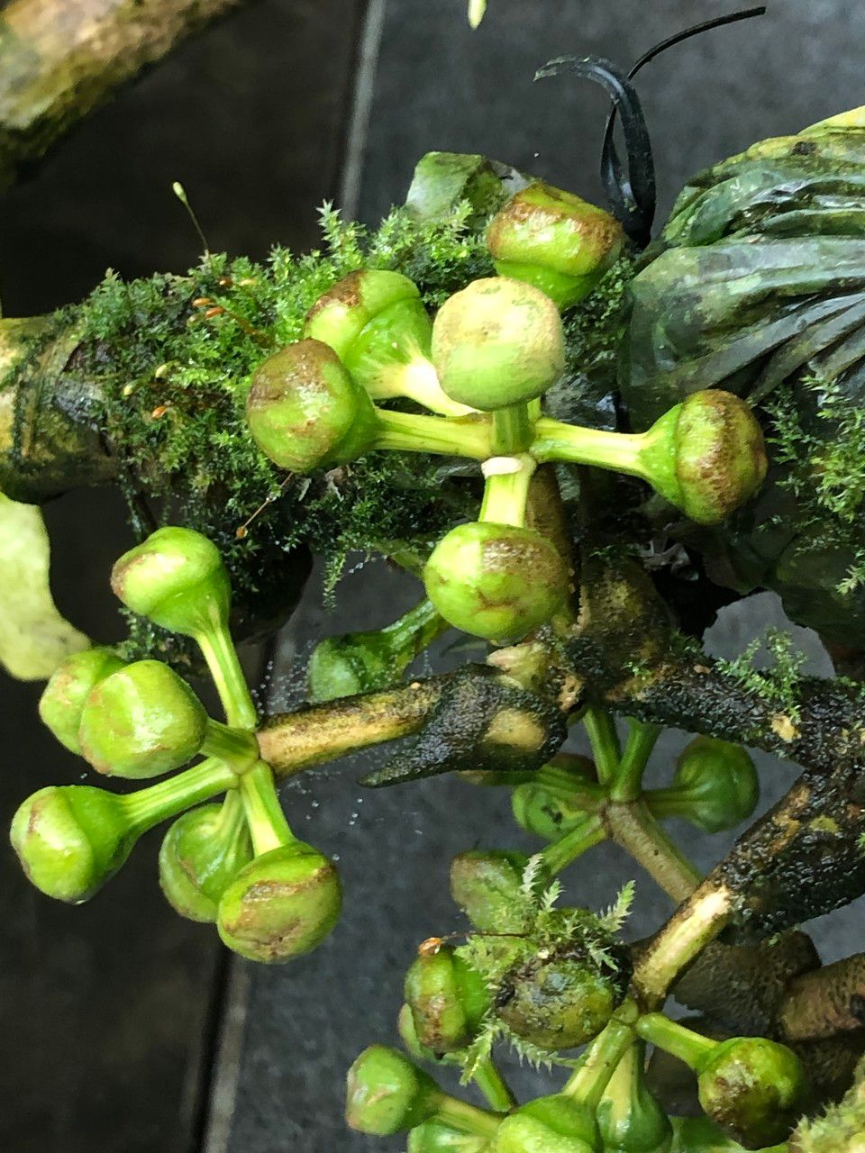 Schefflera pueckleri cv. 'Variegata' fruit