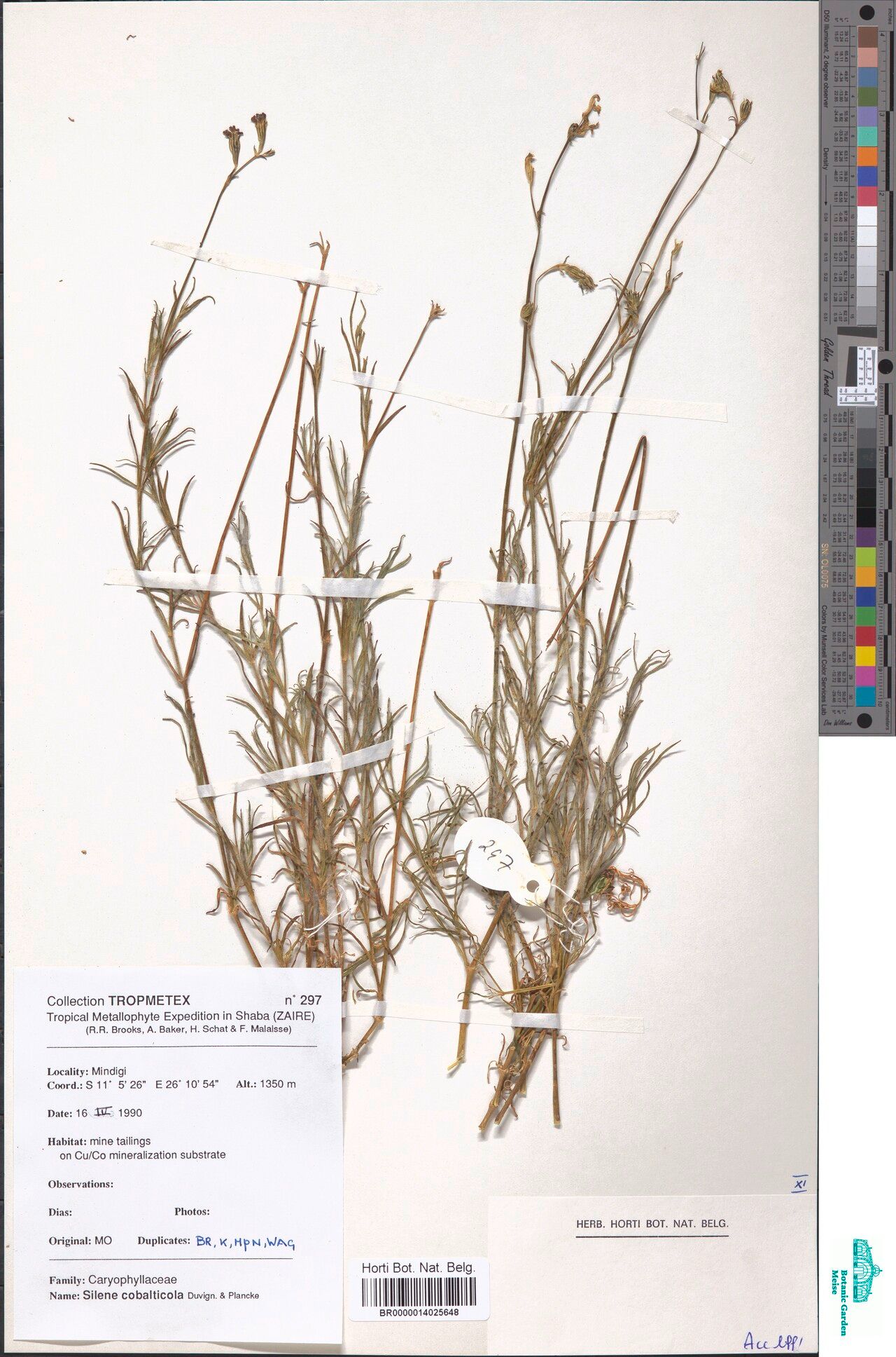 Silene cobalticola — houseplant care guide