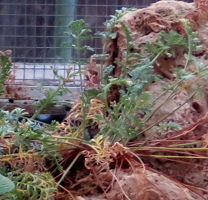 Erodium absinthoides — related species from the same genus