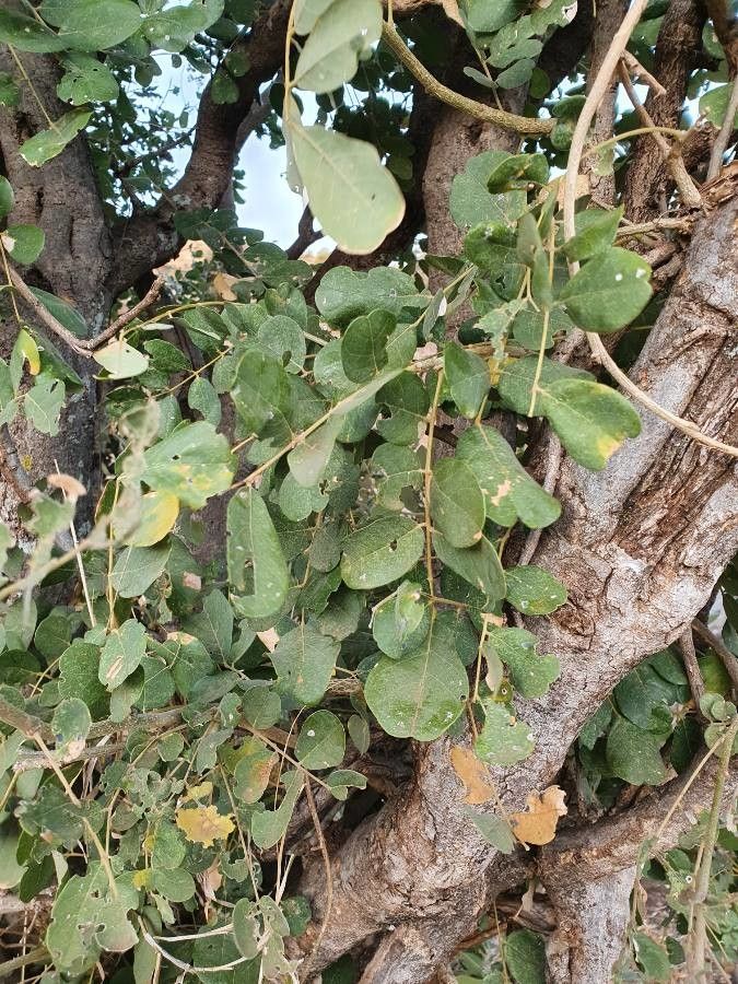 Lonchocarpus eriocalyx — houseplant care guide