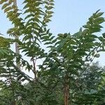 Ailanthus altissima