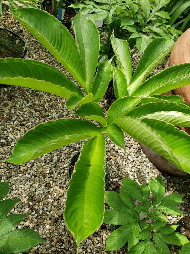 Amorphophallus variabilis — search result for 'Amorphophallus'