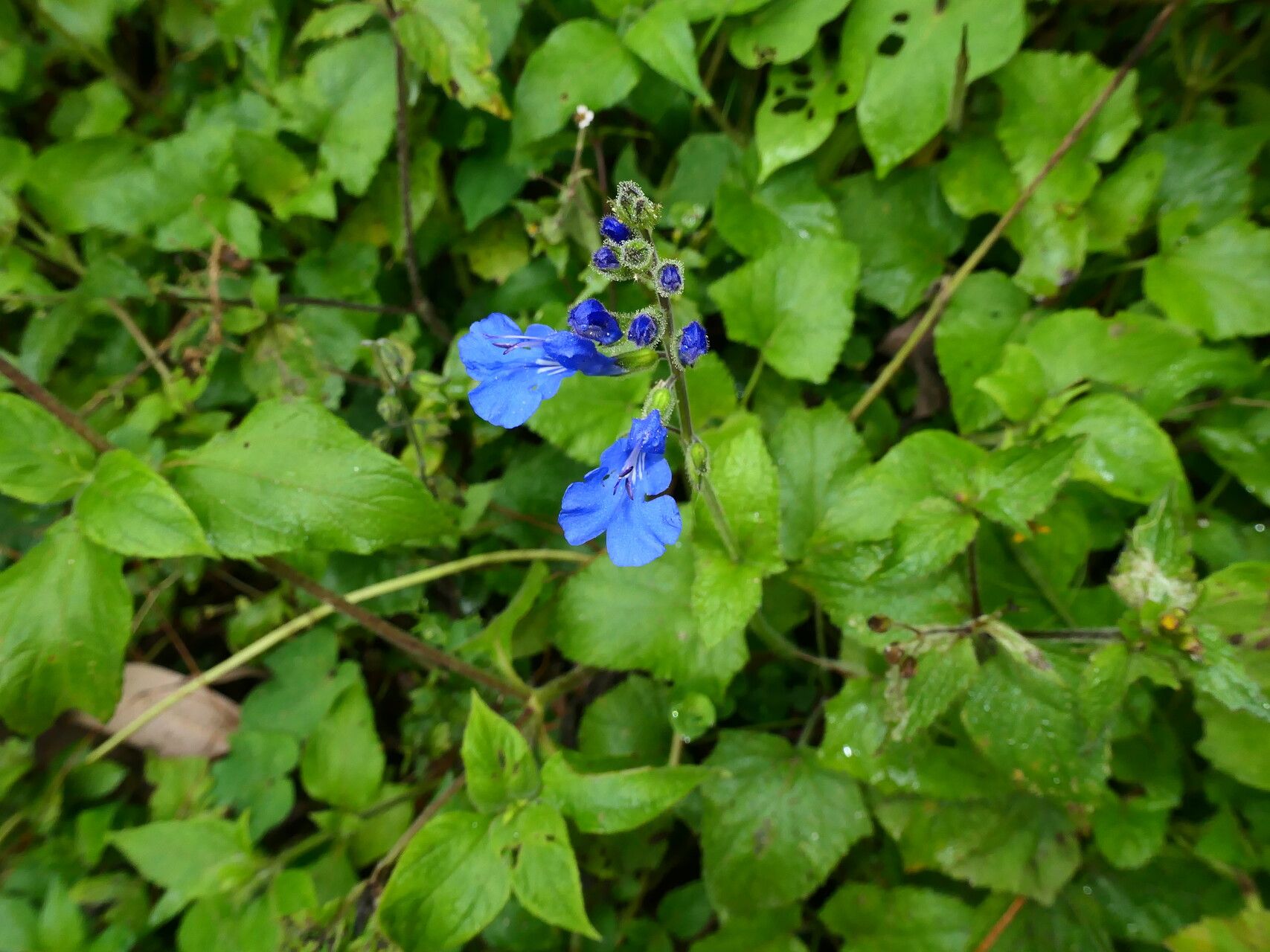Salvia scutellarioides habit